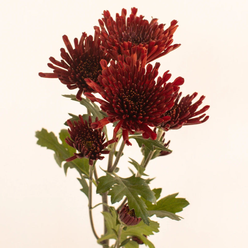 Dark Red Novelty Flower Stem - Image