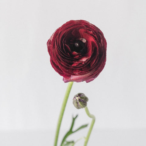 Dark Red Ranunculus Stem - Image