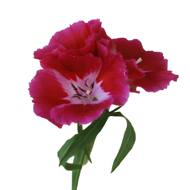 Dark Pink Godetia Flowers