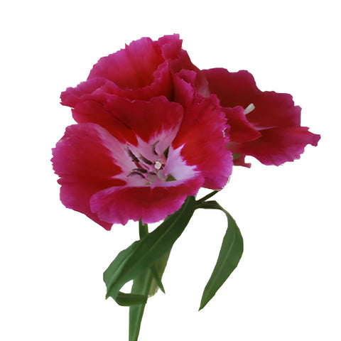 Dark Pink Godetia Flowers