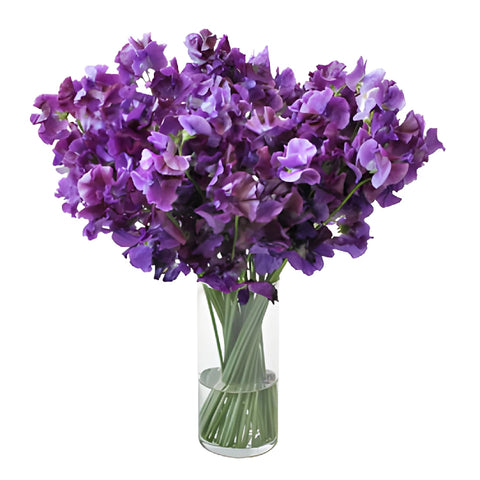Dark Purple Japanese Sweet Pea Flowers