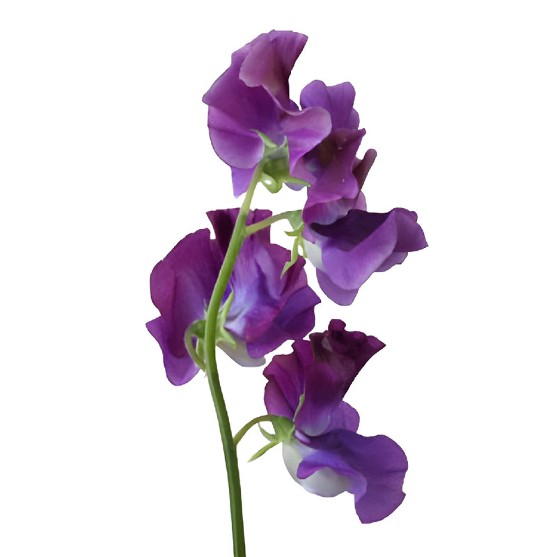 Dark Purple Japanese Sweet Pea Flowers