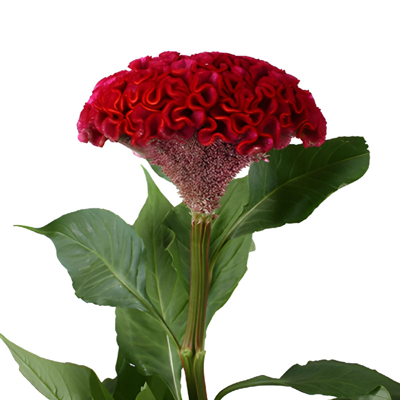 Dark Red Cockscomb Celosia Flowers