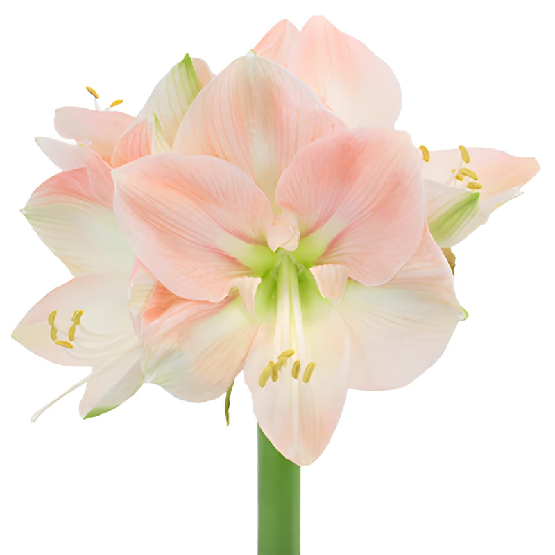 White Blush Amaryllis Flowers