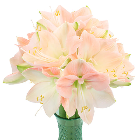 White Blush Amaryllis Flowers