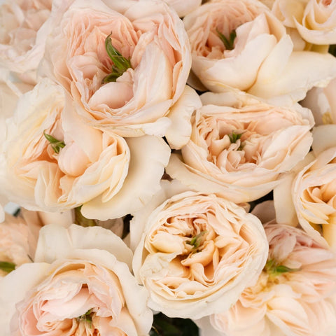 David Austin Charity Garden Rose Close Up - Image