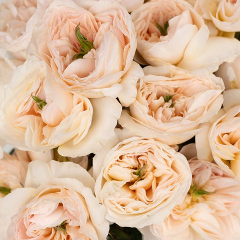 David Austin Charity Garden Rose Close Up - Image