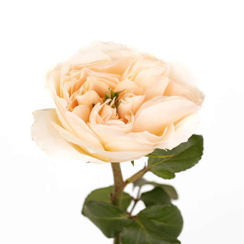David Austin Charity Garden Rose Stem - Image