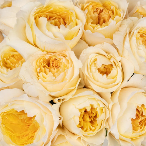 David Austin Effie Ausgrey Garden Rose Close Up - Image