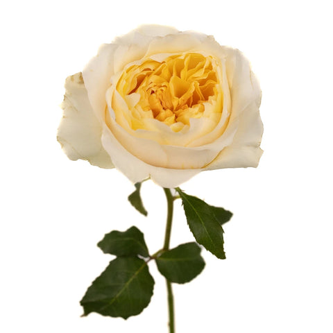 David Austin Effie Ausgrey Garden Rose Stem - Image