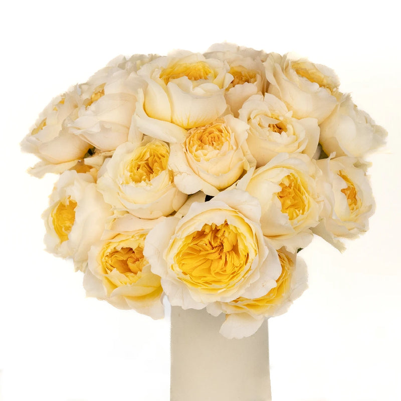David Austin Effie Ausgrey Garden Rose Vase - Image