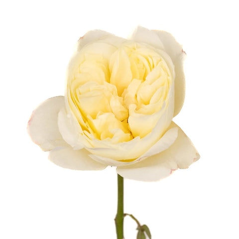 David Austin Ella Auswagsy Garden Rose Stem - Image