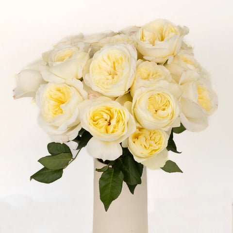 David Austin Ella Auswagsy Garden Rose Vase - Image