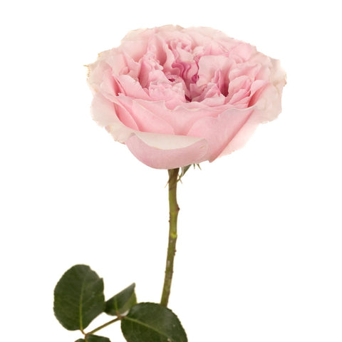 David Austin Garden Rose Light Pink Miranda Stem - Image