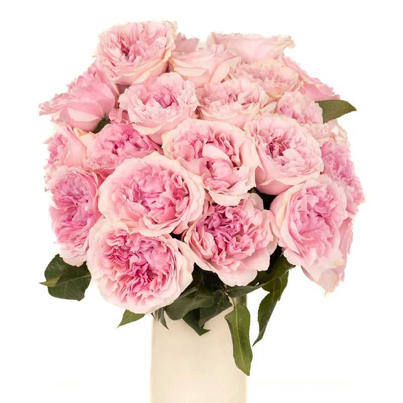 David Austin Garden Rose Light Pink Miranda Vase - Image