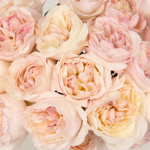 David Austin Keira Garden Rose Close Up - Image