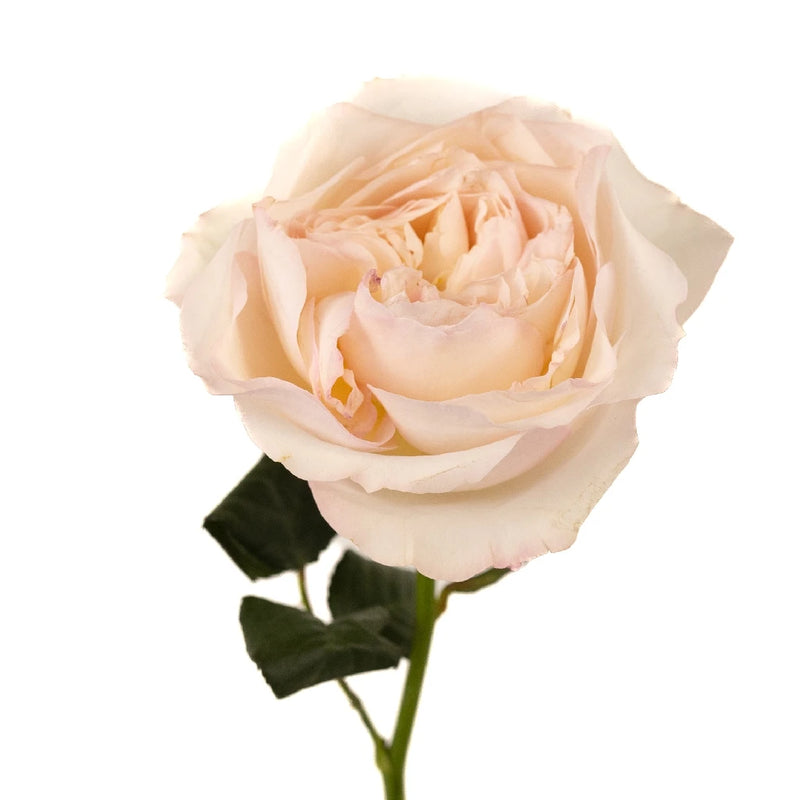 David Austin Keira Garden Rose Stem - Image