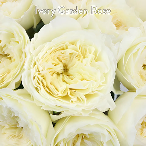 David Austin Patience Eucalyptus and White Flowers DIY Flower Kit Up Close