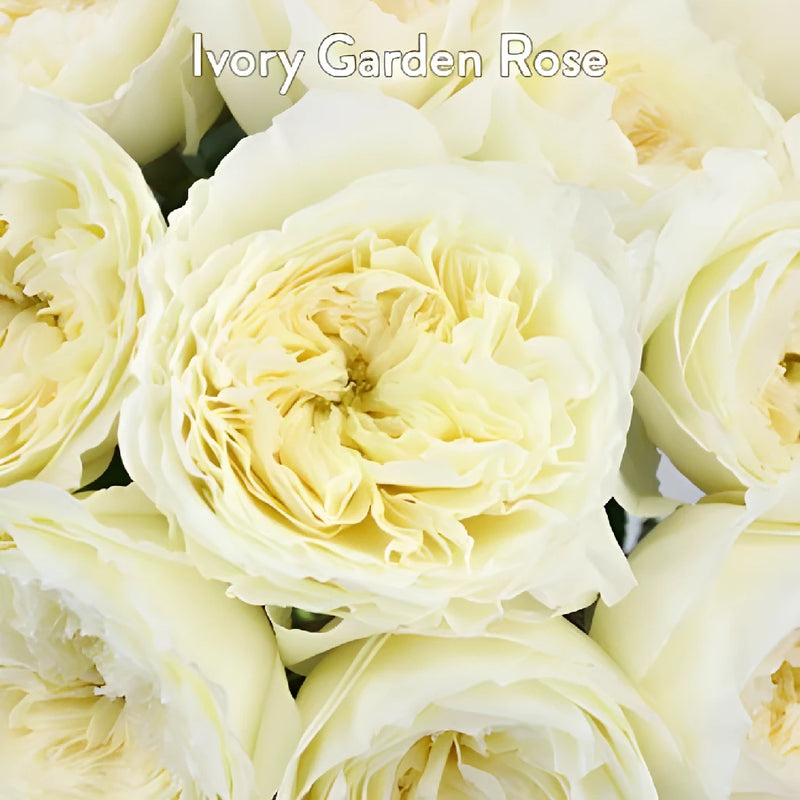 David Austin Patience Eucalyptus and White Flowers DIY Flower Kit Up Close