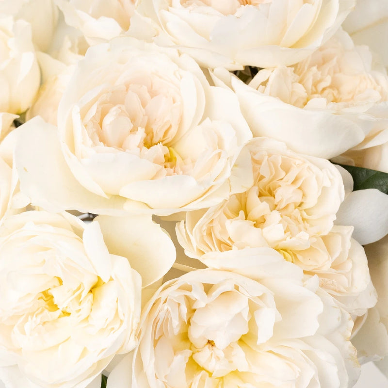 David Austin Purity Ausoblige Garden Rose Close Up - Image
