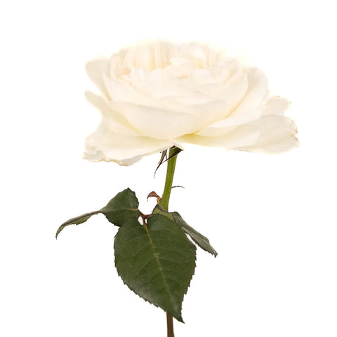 David Austin Purity Ausoblige Garden Rose Stem - Image