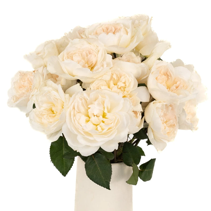 David Austin Purity Ausoblige Garden Rose Vase - Image