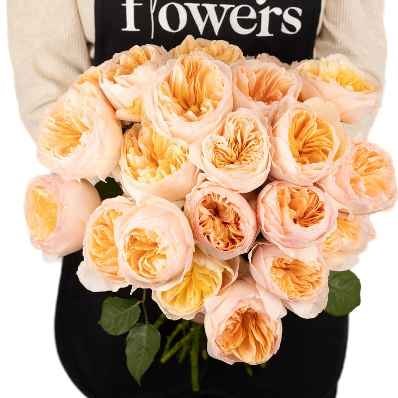david austin rose seeds Buy Wholesale David Austin Peach Juliet Ausgameson Garden Rose in B
