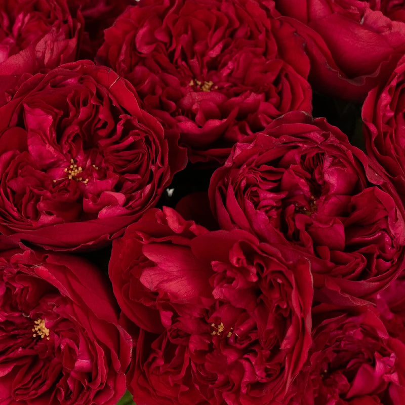 David Austin Tess Velvet Cherry Peony Rose Close Up - Image