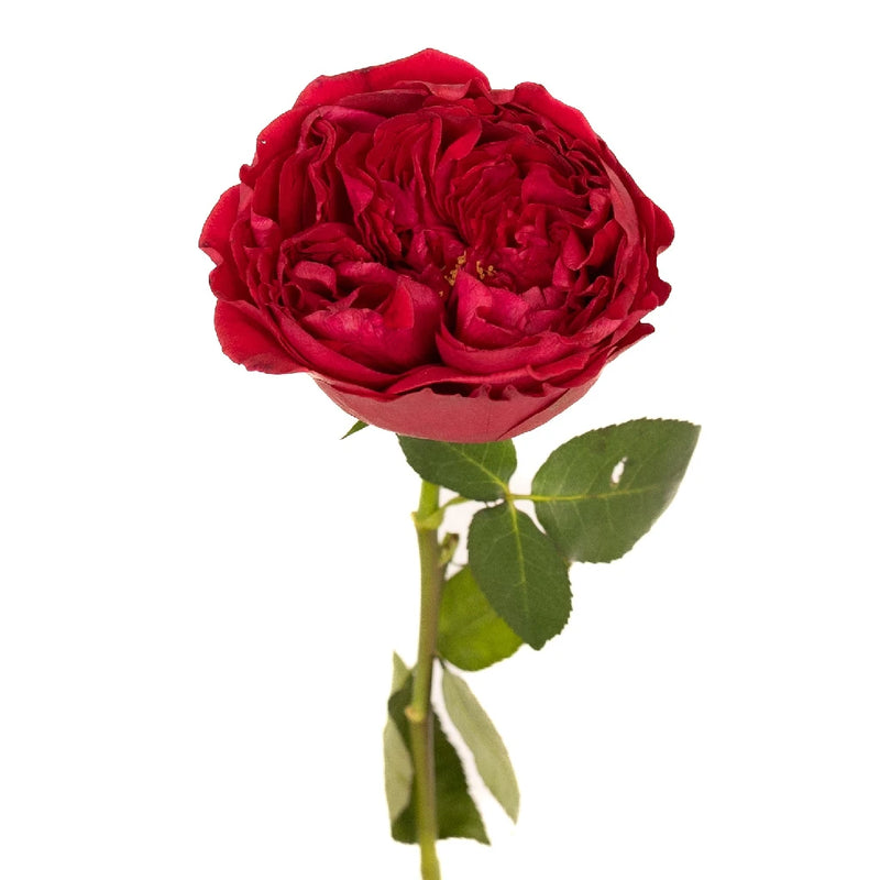 David Austin Tess Velvet Cherry Peony Rose Stem - Image