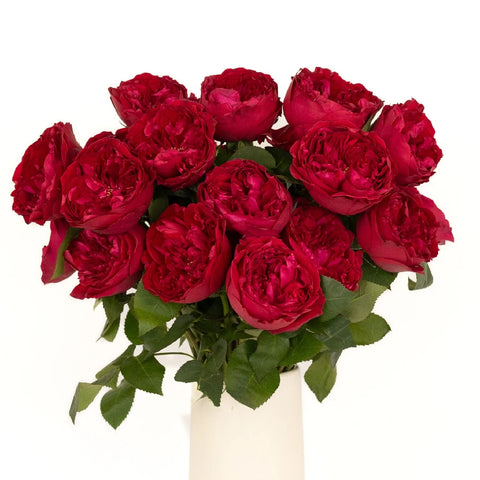 David Austin Tess Velvet Cherry Peony Rose Vase - Image
