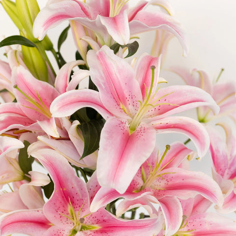 Dazzling Pink Oriental Lily Close Up - Image