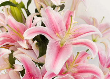 Dazzling Pink Oriental Lily Close Up - Image
