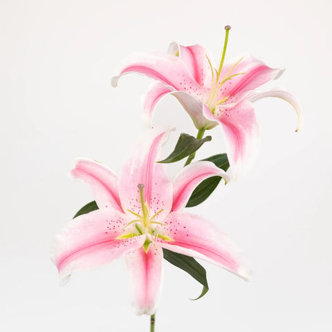 Dazzling Pink Oriental Lily Stem - Image