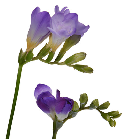 Grape Designer Freesia Flower