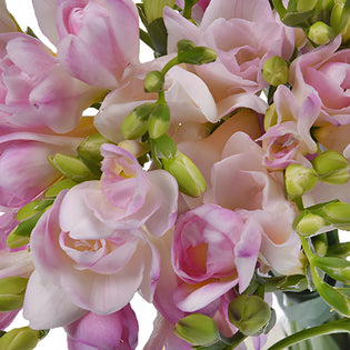 Honeymoon Designer Freesia Flower