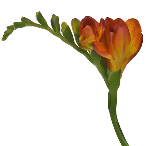 Flaming Orange Designer Freesia Flower