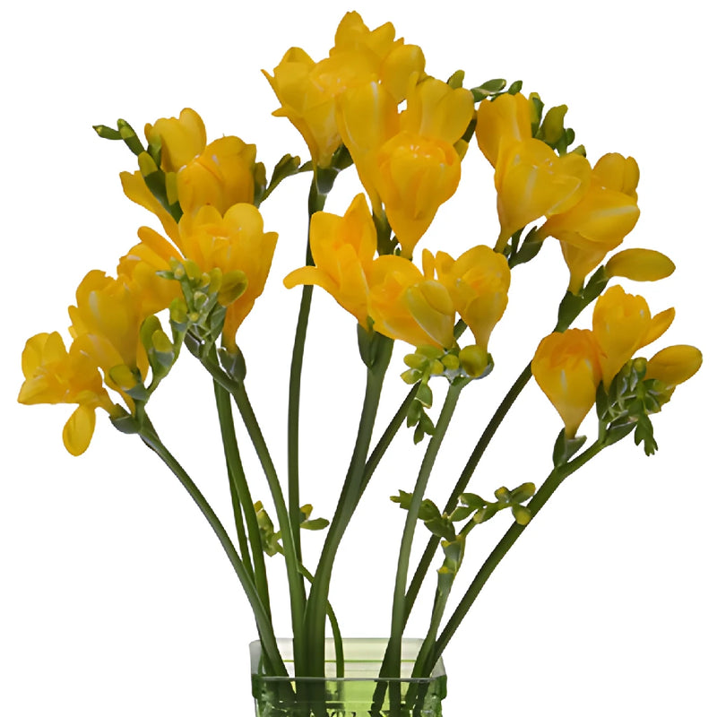 Yellow Designer Freesia Flower