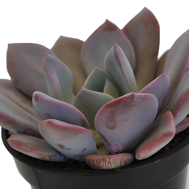 Frosted Plum Fresh Cut Succulent Blooms