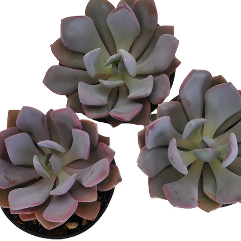 Frosted Plum Fresh Cut Succulent Blooms