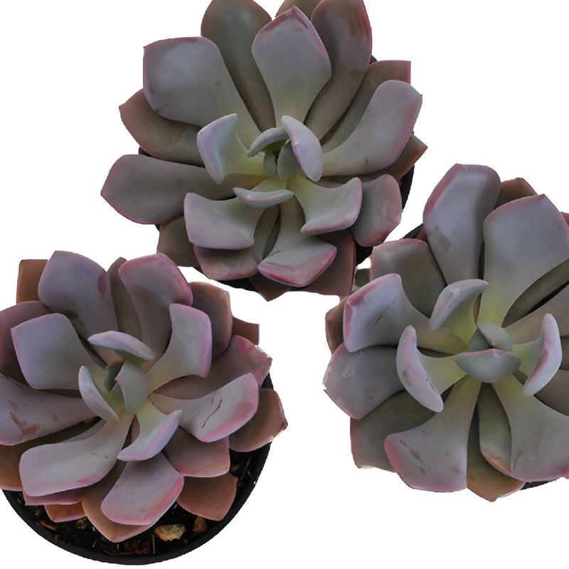 Frosted Plum Fresh Cut Succulent Blooms