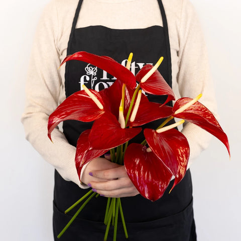 Decadent Red Designer Anthurium Flower Apron - Image