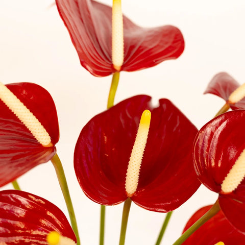 Decadent Red Designer Anthurium Flower Close Up - Image