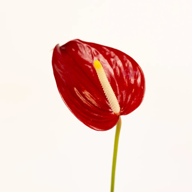 Decadent Red Designer Anthurium Flower Stem - Image