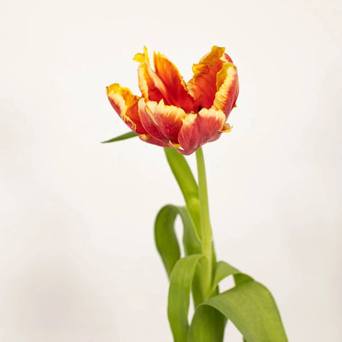 Deep Orange And Yellow Parrot Tulip Stem - Image