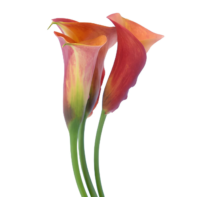 Blood Orange Mini Calla Lily Flowers