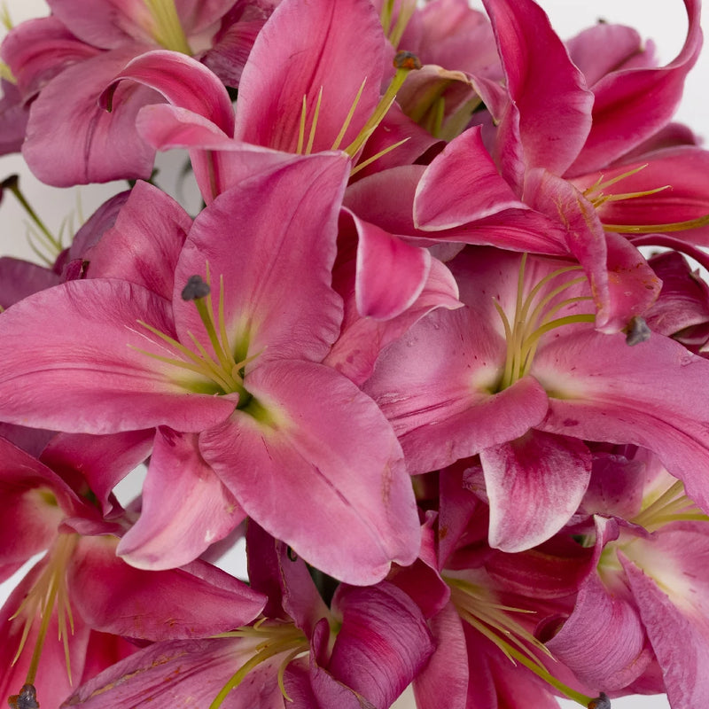 Deep Pink Oriental Lily Close Up - Image