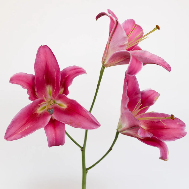 Deep Pink Oriental Lily Stem - Image