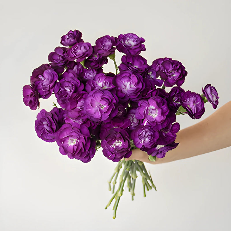 Deep Purple Mini Carnation Bunch in a hand