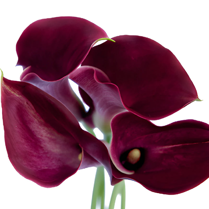 Pinky Magenta Mini Calla Lily Flowers