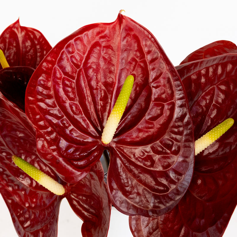 Buy Wholesale Deep Red Anthurium Flower in Bulk